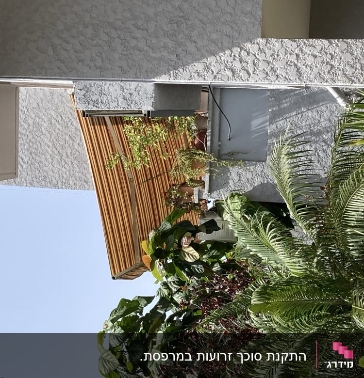 סוכך עץ חום עם צמחים תלויים